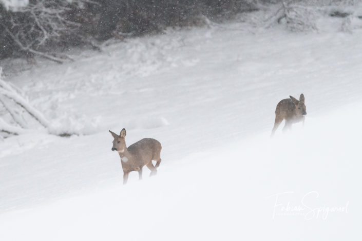 En marche sous la neige