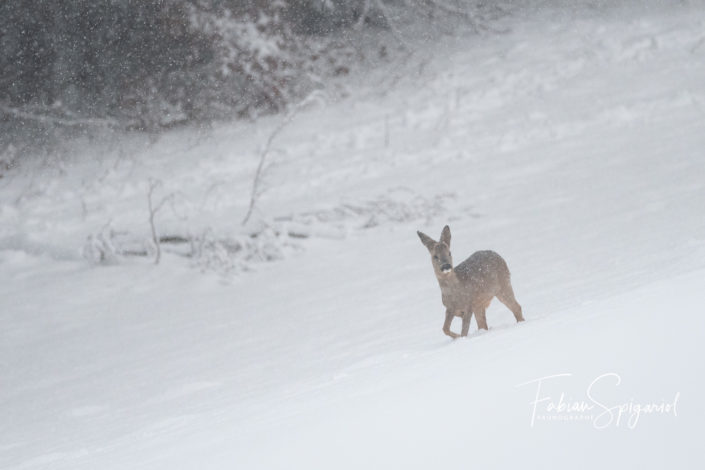 Premier hiver