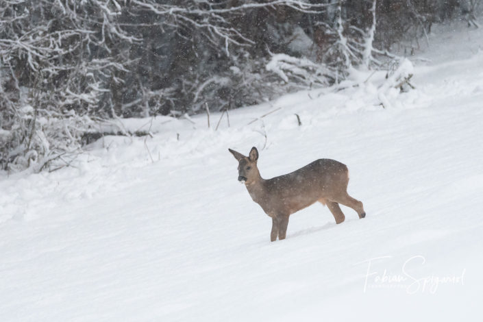 Un chevreuil dans la neige
