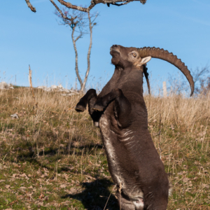 Bouc dressé