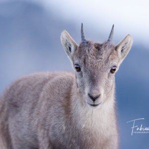 Portrait de cabri 