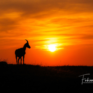 Savane Jurassienne