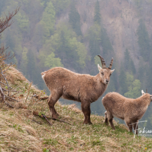 Etagne et cabri sous la pluie