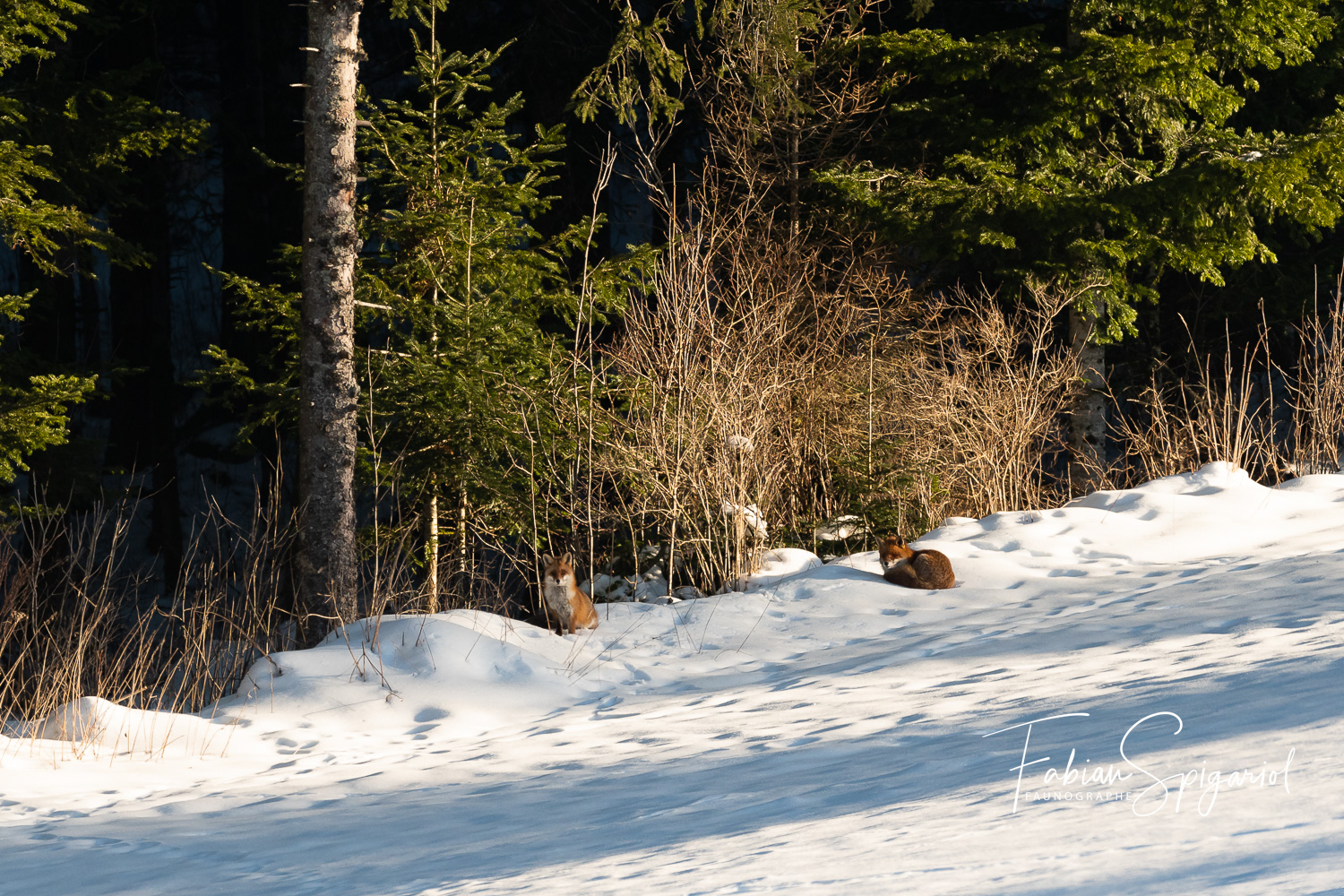 Deux renards dorés dans la neige du Jura