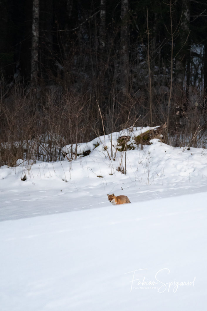 Le chasseur du froid