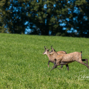 Chamois estivaux
