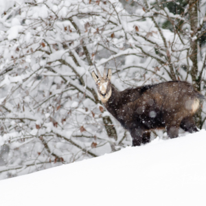Chamois dans la neige