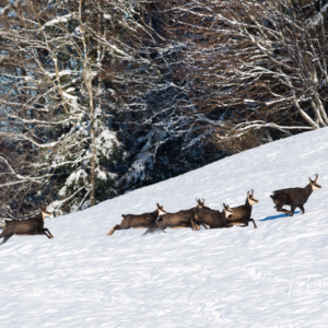 Le rut du chamois