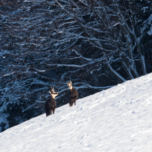 Un matin d'hiver