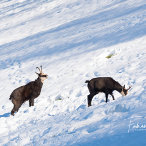 Le rut du chamois