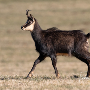 Bouc-en-train