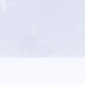 Apparition