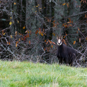 Chamois d'automne...