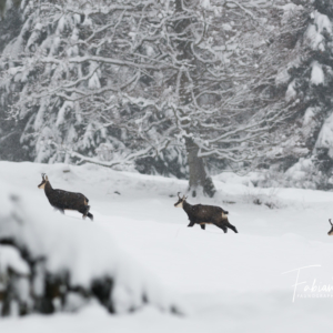 La troupe dans la neige