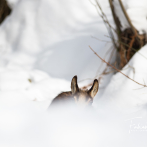 Cache-cache avec un jeune chamois