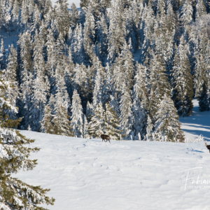 Chamois des crêtes du Jura