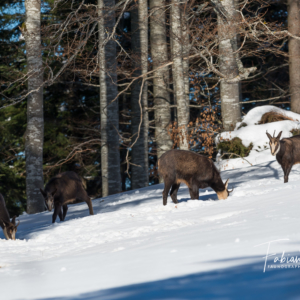 Les chamois