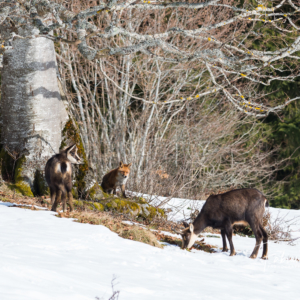 Le renard qui se prenait pour un chamois....