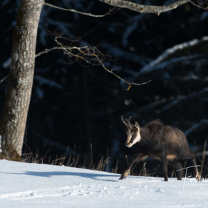 Chamois qui sort du bois