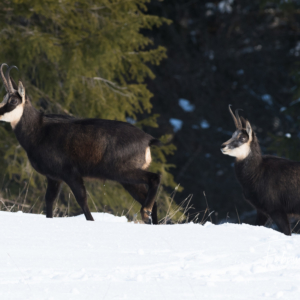 Chamois dans la neige