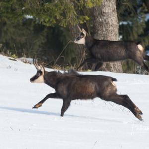 La course folle des chamois