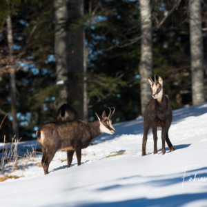 Chamois forestiers