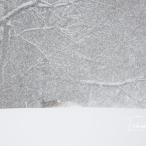 Chevrette sous la neige