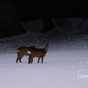 Chevrette et chevrillard dans la nuit hivernale