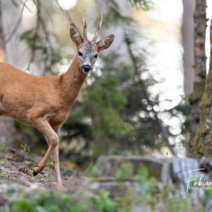 Le prince des bois