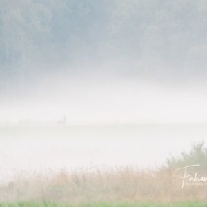 Brocard dans la brume