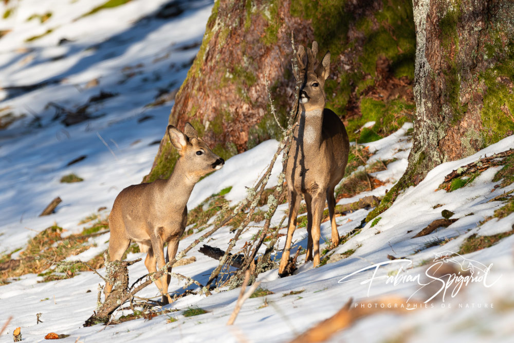 chevreuils sortent bois