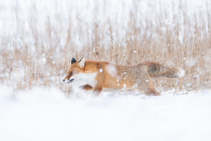 La course du renard La course du renard