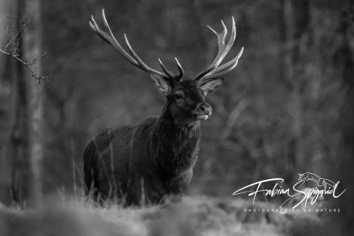 Le salut du grand cerf Le salut du grand cerf
